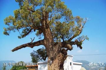 福建長泰古山重景區-千年古樟照片