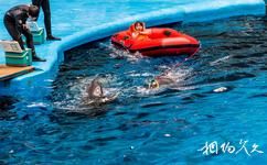 成都海昌極地海洋世界旅遊攻略之海豚交流廣場