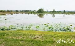 伊春新青國家濕地公園旅遊攻略之濕地