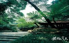中科院華南植物園旅遊攻略之蕨類陰生植物區