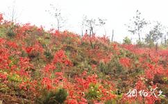 大余丫山旅遊攻略之杜鵑花