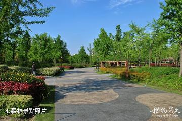 上海黃興公園-森林照片