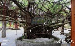 興隆南國熱帶雨林遊覽區旅遊攻略之許願樹