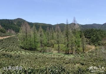 景宁草鱼塘森林公园-高山茶园照片