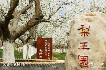 苍溪梨文化博览园-百年老树园照片