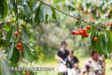 莎車米夏紅櫻桃景區照片