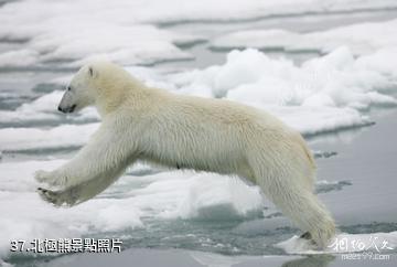 挪威斯瓦爾巴群島-北極熊照片