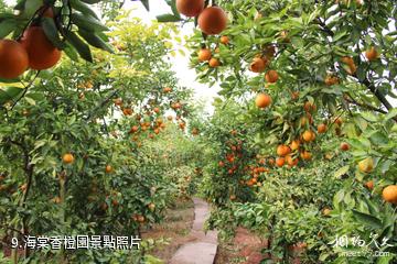 榮昌清流民俗風情小鎮-海棠香橙園照片