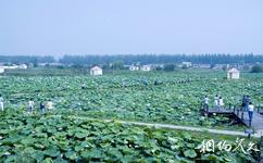 淮南焦崗湖國家濕地公園旅遊攻略