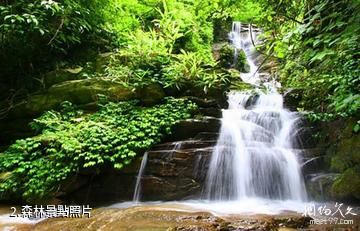 岳陽五尖山森林公園-森林照片