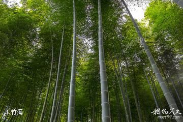 宣汉峨城山-竹海照片