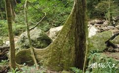 五指山热带雨林旅游攻略之块状根