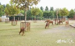 淄博动物园旅游攻略之动物展览区