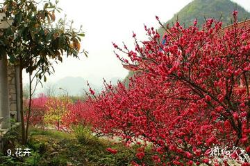 兴义贵州醇景区-花卉照片