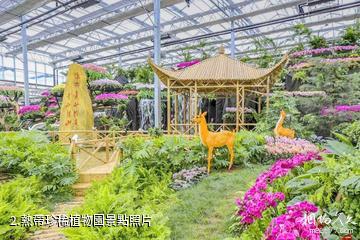 海口熱帶農業科技博覽園景區-熱帶珍稀植物園照片