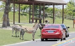 南通森林野生動物園旅遊攻略之車行