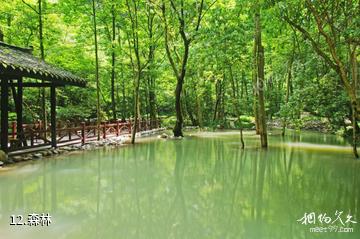 襄阳保康九路寨生态旅游区-森林照片