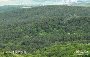 吉林天佛指山國家級自然保護區-赤松林照片