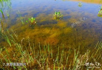 鄂爾多斯市轉龍灣旅遊度假村-水草照片