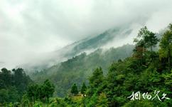 陝西青木川國家級自然保護區旅遊攻略之森林