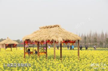 上海花米庄行景區-油菜花照片