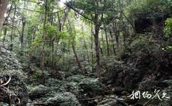 湖南鹰嘴界国家级自然保护区旅游攻略之森林