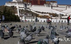 西藏布达拉宫旅游攻略之鸽子