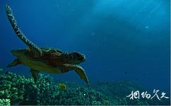 苍鹭岛海底风光旅游攻略之绿海龟