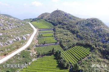 益陽安化雲台山景區-茶園照片