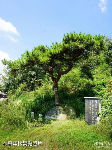 長沙天華山旅遊景區-萬年松照片