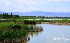 北京延庆野鸭湖国家湿地公园旅游攻略之湿地