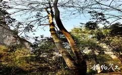 南江大峡谷旅游攻略之夫妻树