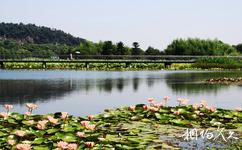 上海辰山植物园旅游攻略之水生植物园