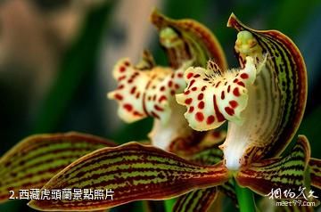 廣西雅長蘭科植物國家級自然保護區-西藏虎頭蘭照片