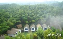 海陽雲頂自然旅遊攻略之竹林