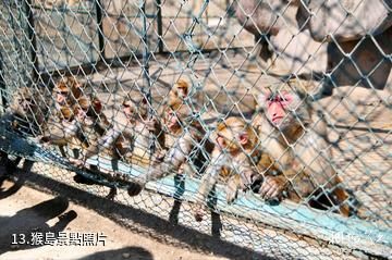 新疆天山野生動物園-猴島照片
