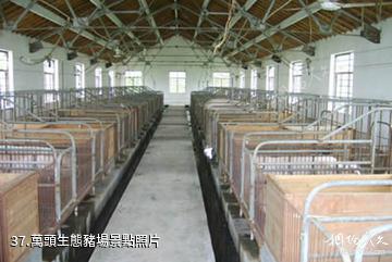 江蘇永豐林農業生態園-萬頭生態豬場照片
