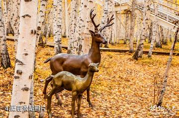 額爾古納白樺林-麋鹿照片