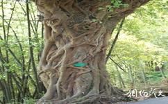 朱德故里琳琅山旅游攻略之黄角树