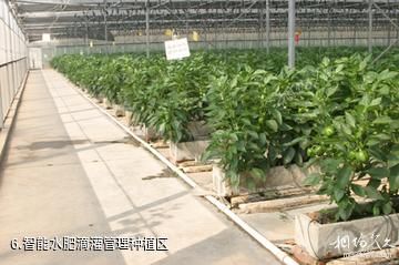 南宁八桂田园-智能水肥滴灌管理种植区照片