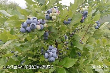 麻江藍莓生態旅遊區照片