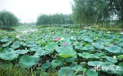 洛陽市隋唐城遺址植物園旅遊攻略之野趣水景園