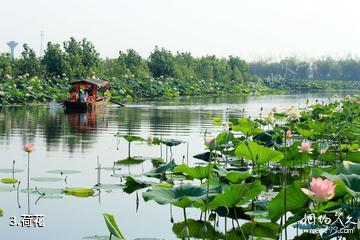 淮南焦岗湖国家湿地公园-荷花照片