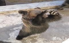 牡丹江黑寶熊樂園旅遊攻略之棕熊