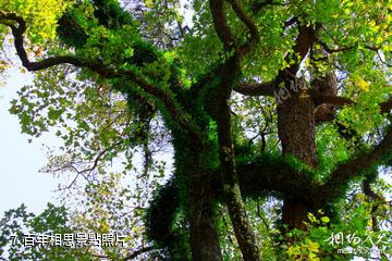 泉州紫雲山風景區-百年相思照片