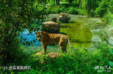 長沙生態動物園-虎區照片