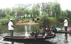 淄博马踏湖(暂停开放)旅游攻略之鸬鹚