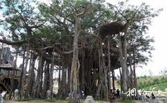 吉木薩爾天地園旅遊攻略之大榕樹