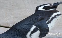 深圳野生動物園旅遊攻略之企鵝島