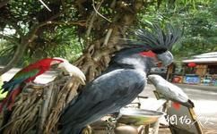 海南热带野生动植物园旅游攻略之飞禽世界